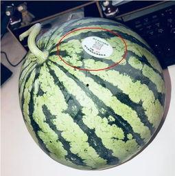 网红吃瓜 入口,揭秘娱乐圈幕后真相